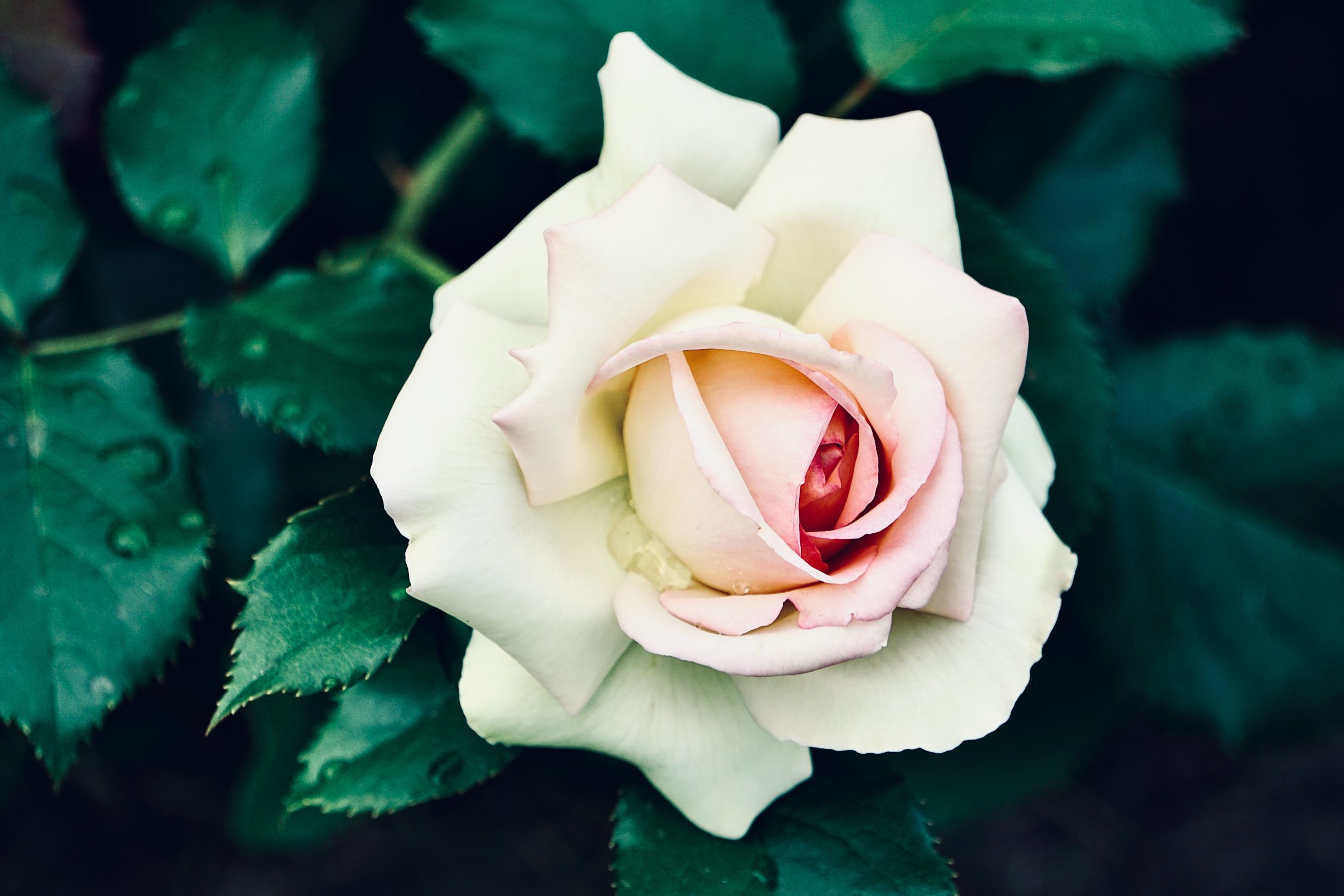 The Future That Never Arrives