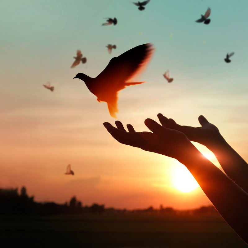 Silhouette of hands releasing a bird into the sky at sunset, symbolizing surrender and freedom.
