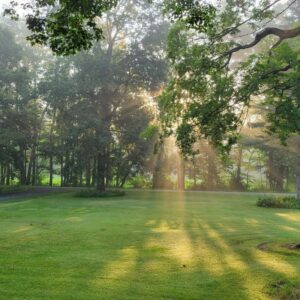 Peaceful morning light in Gary Stine’s backyard symbolizing clarity and identity after retirement.