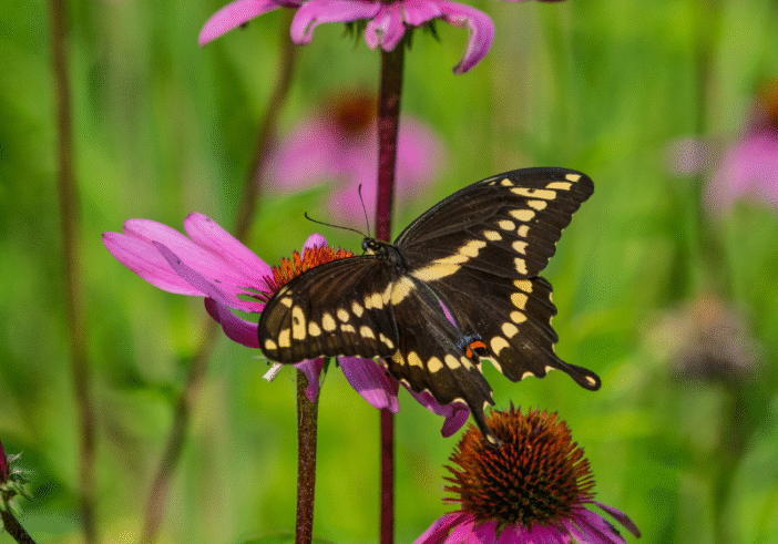 A Lesson in Resilience From an Injured Butterfly
