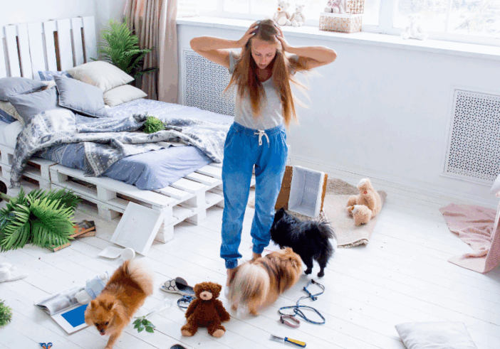 Stressed woman looking at a chaotic mess in her room with playful dogs