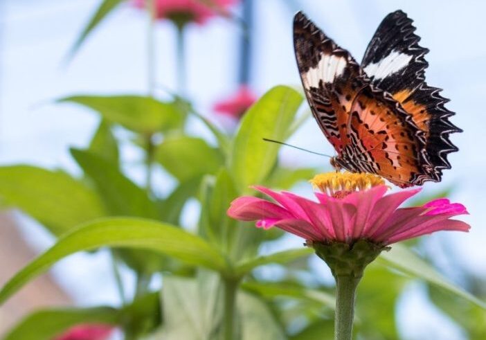 Beautiful butterfly that is perfectly perfect