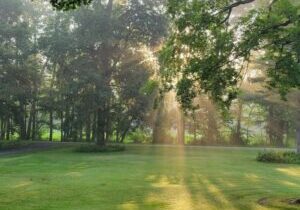 Peaceful morning light in Gary Stine’s backyard symbolizing clarity and identity after retirement.