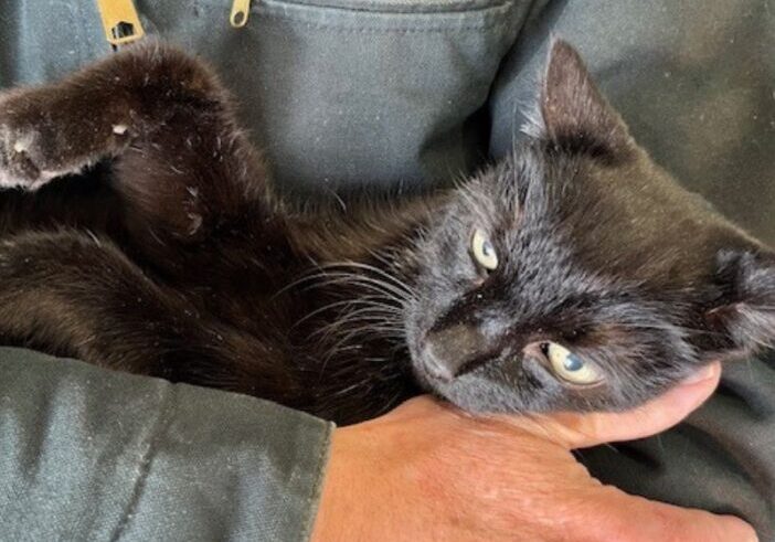 What Blackie the Cat Taught Me About Love, Death, and Grief