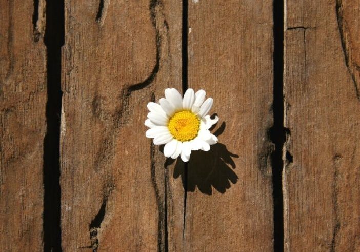 What if Happiness is Just the Absence of Resistance